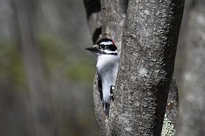 025 Woodpecker, Downy, 2023-05068916 Parker River NWR, MA